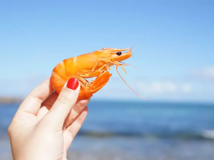 prawns health benefits featured image